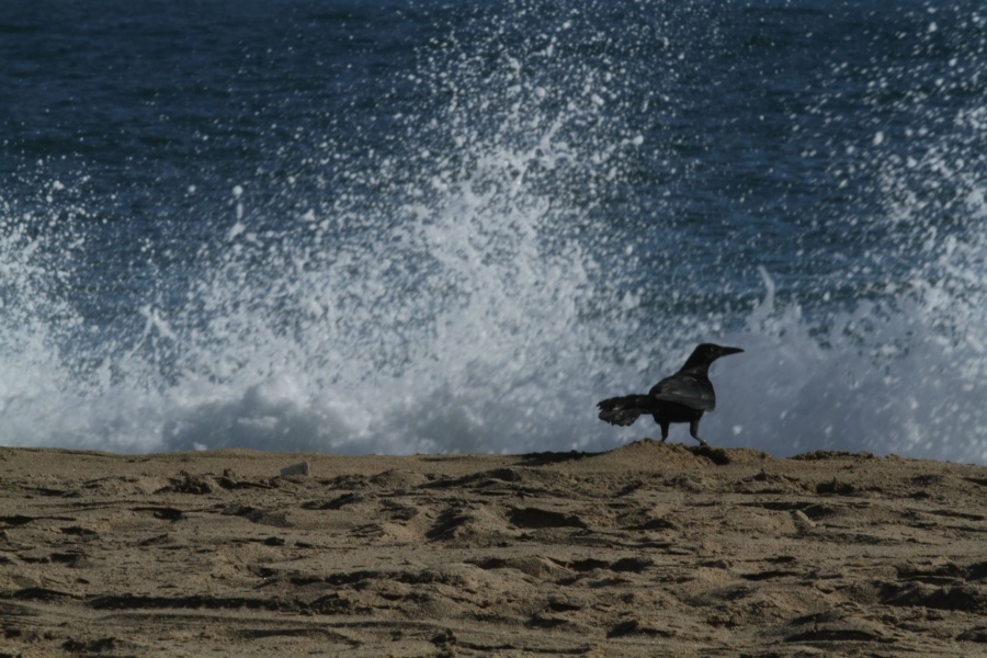 No se espera un tsunami en costas del Pacífico mexicano: Protección Civil