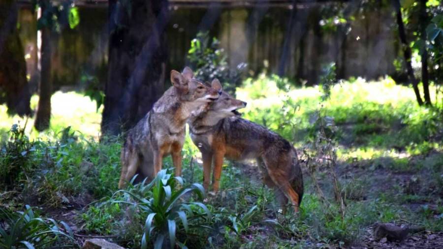 Reabren Zoológicos de la Ciudad de México el 9 de marzo