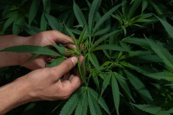Comisiones de San L&aacute;zaro avalan uso l&uacute;dico de la marihuana