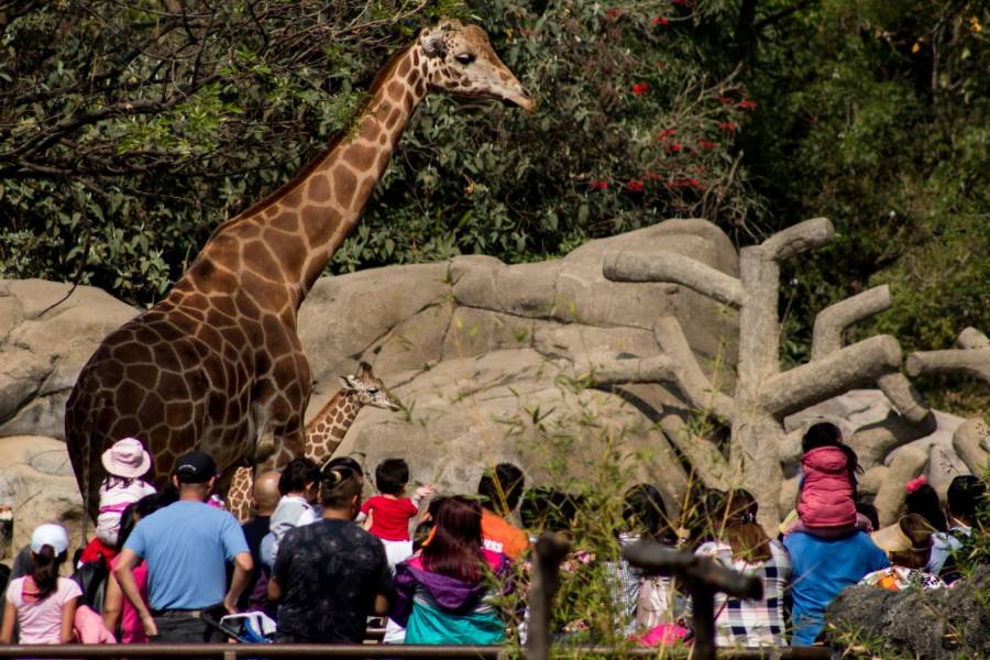 Tras 11 meses cerrados, reabren zoológicos en la CDMX