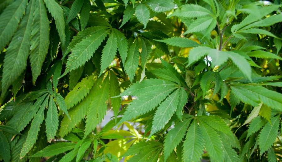 Diputados aprueban ley para regular la marihuana