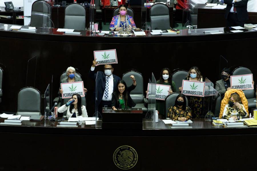 DIPUTADOS LEGALIZAN USO LÚDICO DE CANNABIS