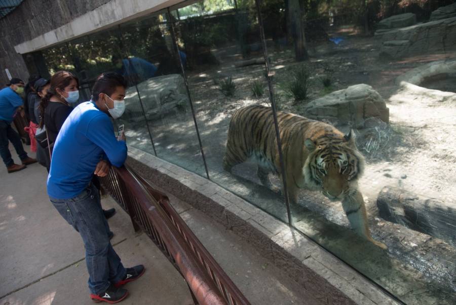 Reabren zoológicos en la Ciudad de México