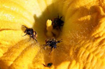 Incrementa el polen, riesgo de contraer Covid-19