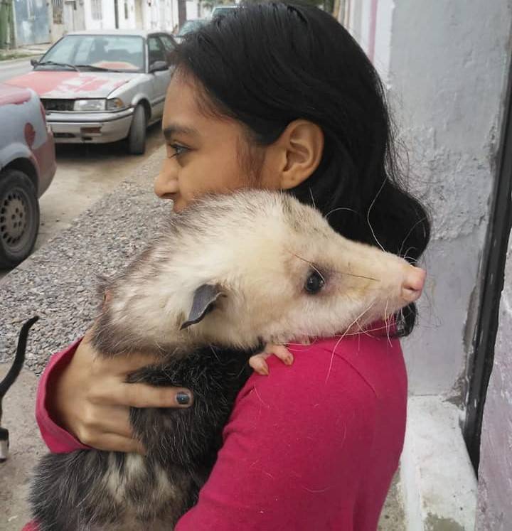 Fallece tlacuache gigante que colaboraba en el cuidado al medio ambiente