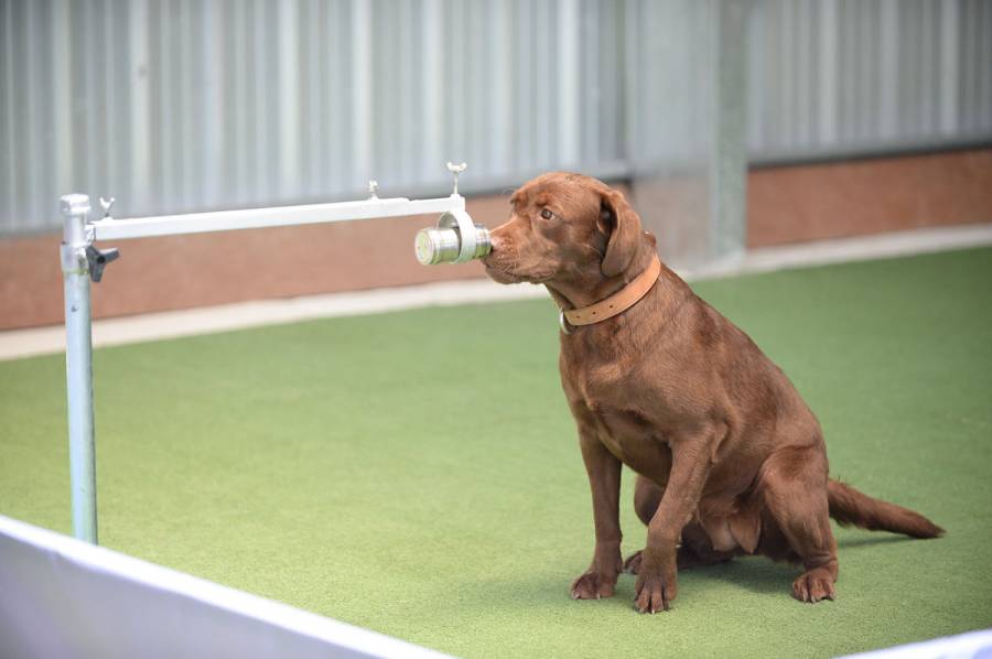 Perros tailandeses pueden detectar el COVID-19 en el sudor