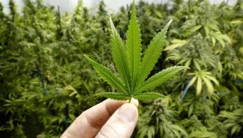 Senado avalar&aacute; sin cambios Ley de Marihuana Recreativa
