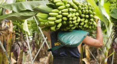 Aument&oacute; 2.9 por ciento producci&oacute;n de pl&aacute;tano mexicano en 2020