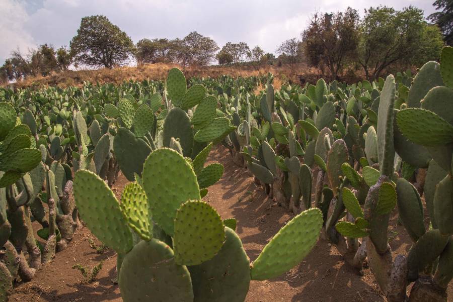 Impulsarán Agricultura y productores de nopal, valor agregado en cadena productiva