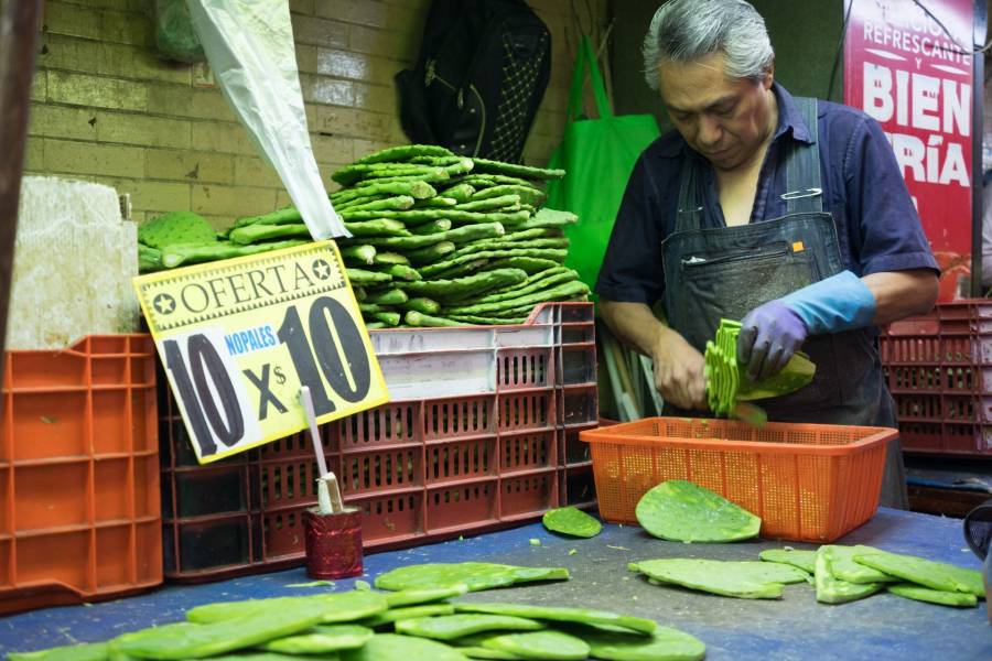 Impulsan cultivo del nopal en la CDMX