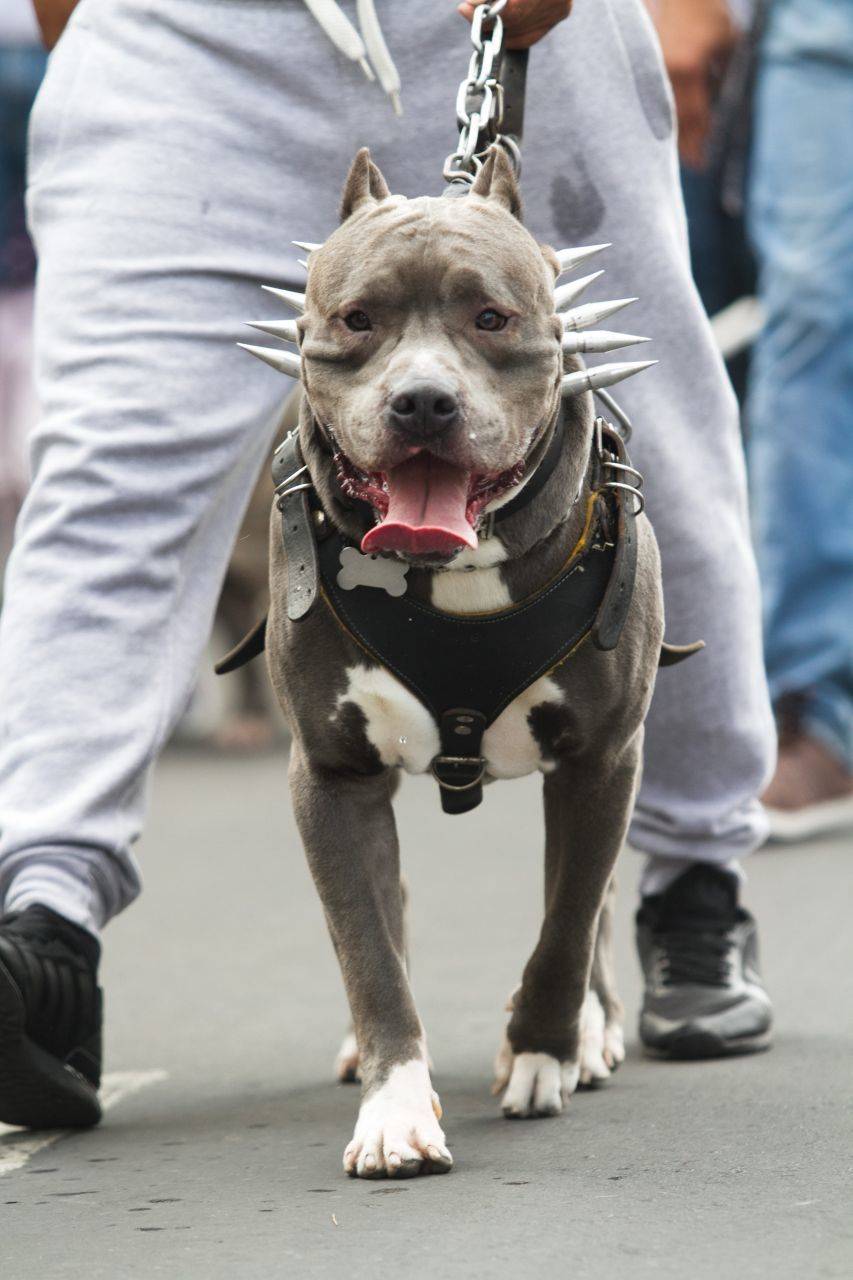 Tipifica la Cámara de Diputados a las peleas de perros como delito