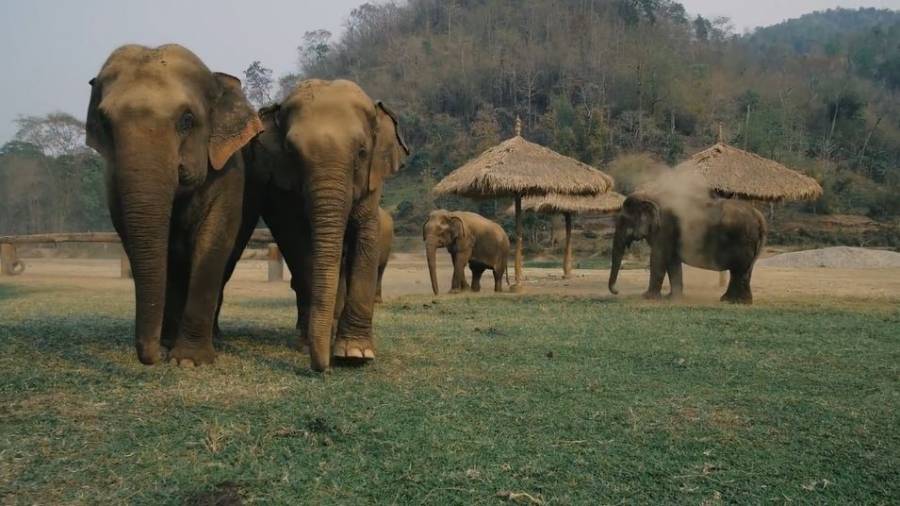 ¡Atenci&oacute;n! Elefante africano en peligro de extinci&oacute;n