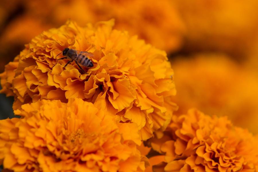 Protección prioritaria: Diputados expiden ley para proteger a las abejas