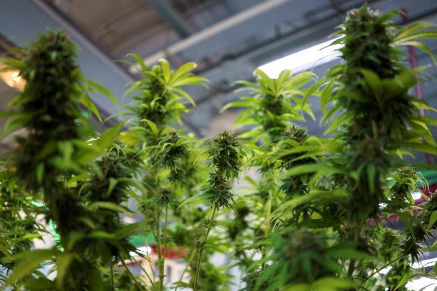 Comienzan en Francia ensayos clínicos de cannabis para uso medicinal