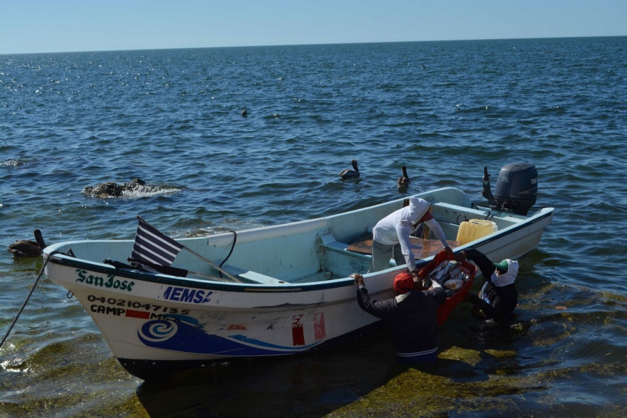 Inicia el 1 de abril captura de mero en Golfo de México y mar Caribe
