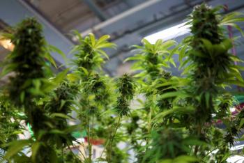 Comienzan en Francia ensayos cl&iacute;nicos de cannabis para uso medicinal