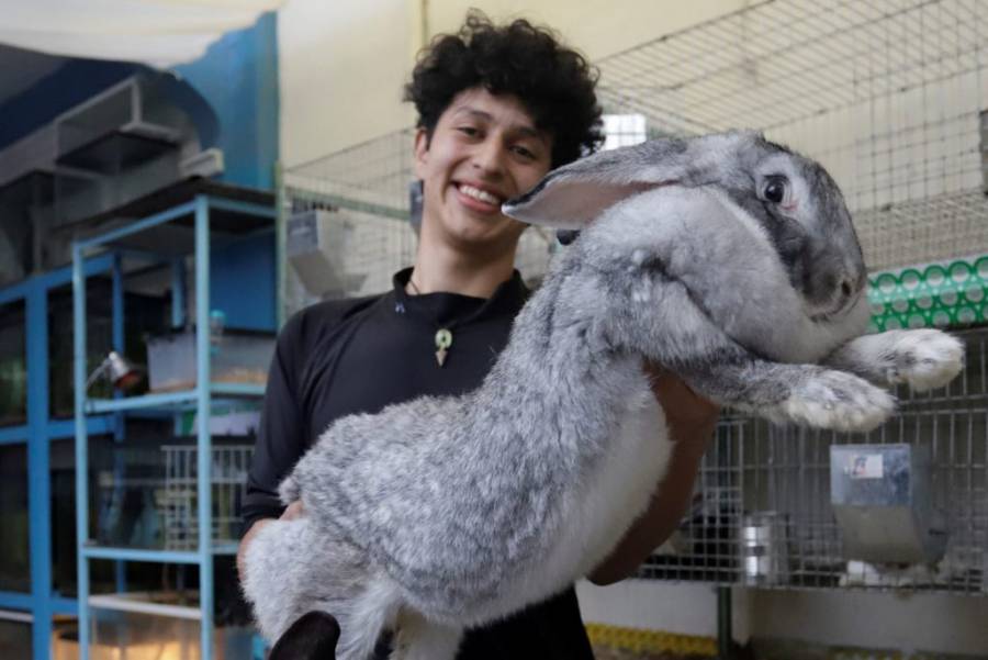Estudiante mexicano cr&iacute;a los conejos m&aacute;s grandes en Puebla