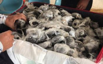 Descubren maleta con 185 tortugas en el aeropuerto de Gal&aacute;pagos