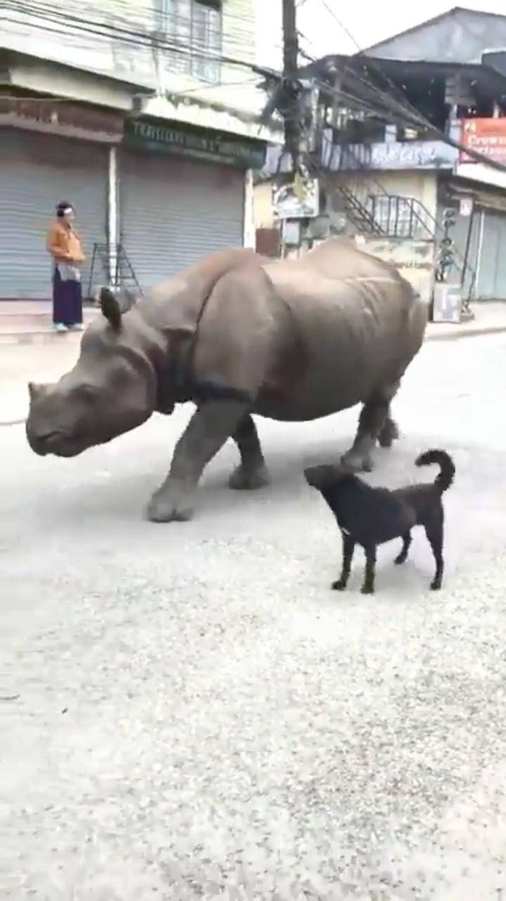 Junto a un lomito, rinoceronte se pasea por las calles de Nepal