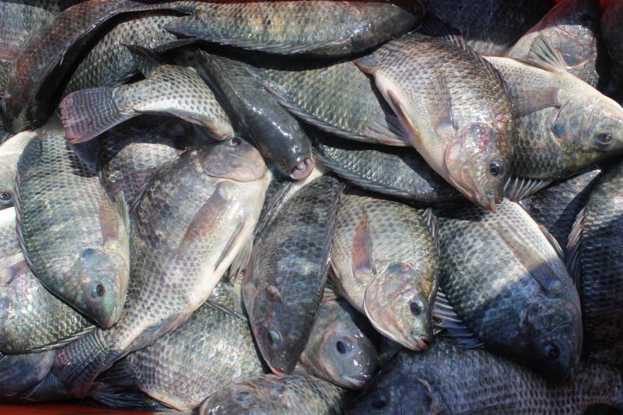 Siembran 30 mil crías de tilapia en nueve granjas acuícolas en Michoacán