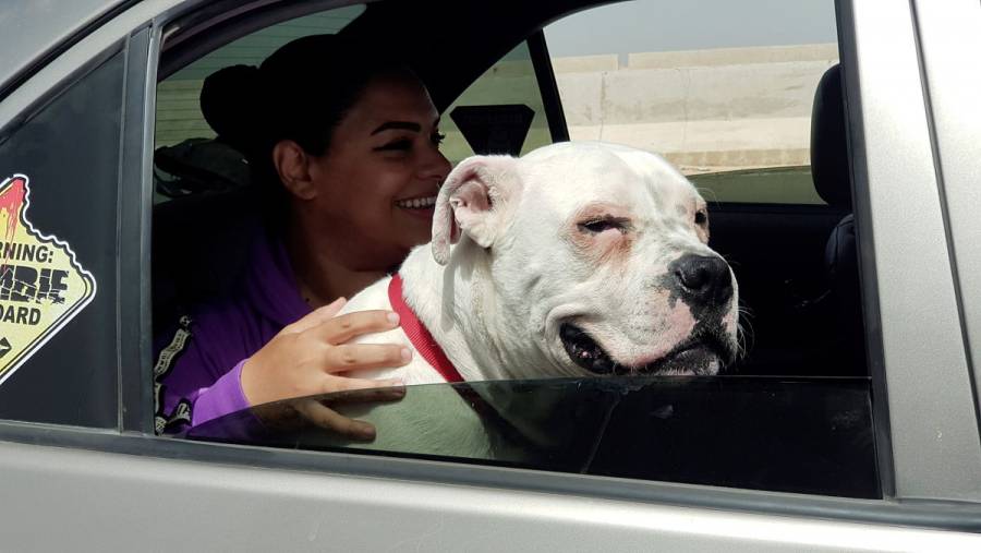 Rusia registra la primera vacuna contra el COVID-19 para animales