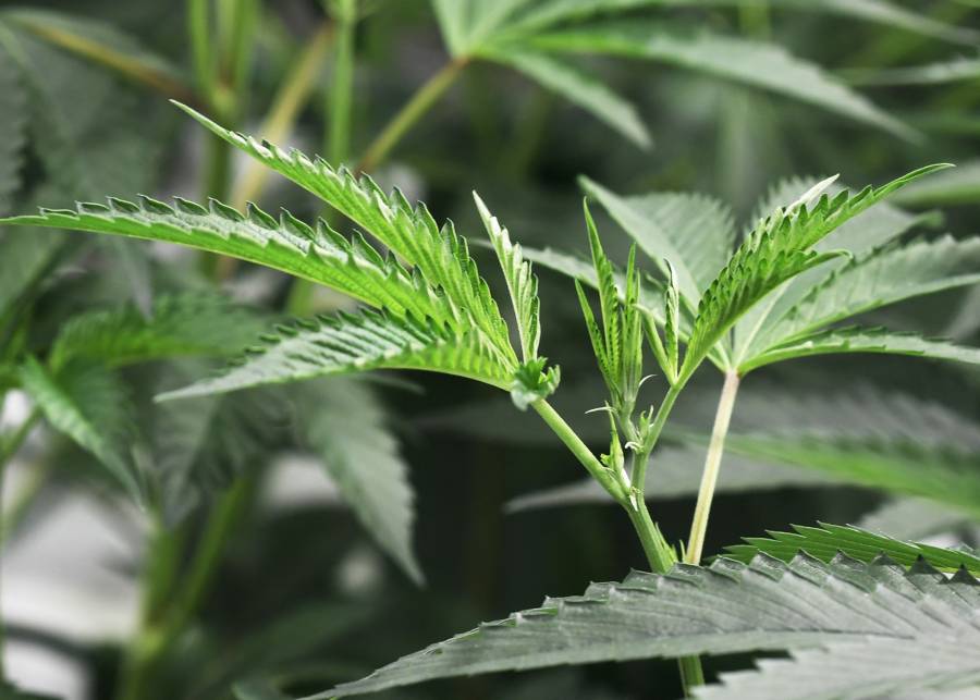 Nueva York aprueba ley que legaliza uso recreativo de la marihuana