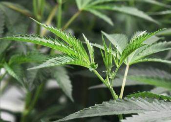 Nueva York aprueba ley que legaliza uso recreativo de la marihuana