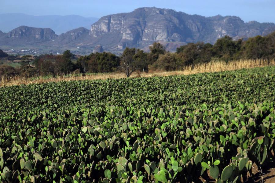 El nopal mexicano se ve amenazado por la palomilla sudamericana