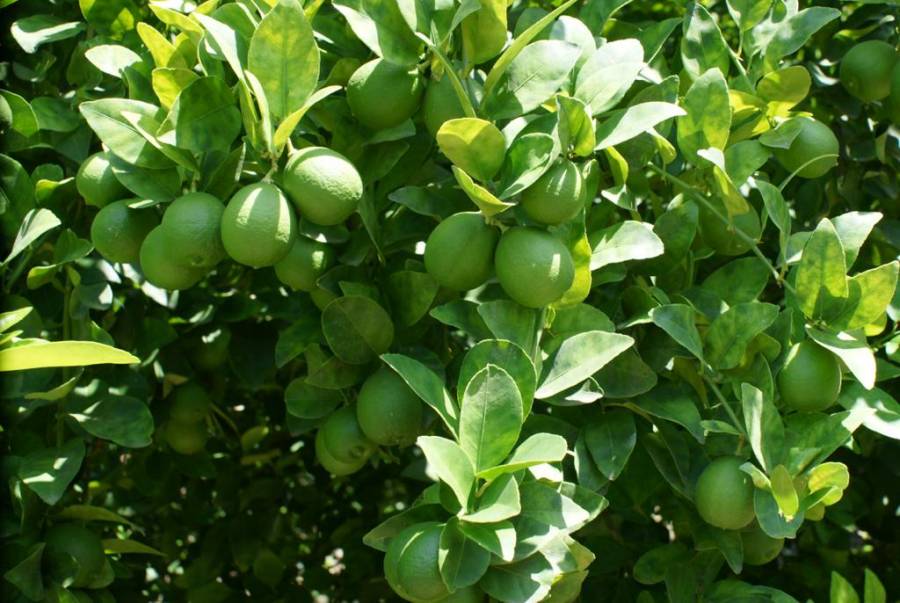 Desarrolla la Secretaria de Agricultura una nueva variedad de limón
