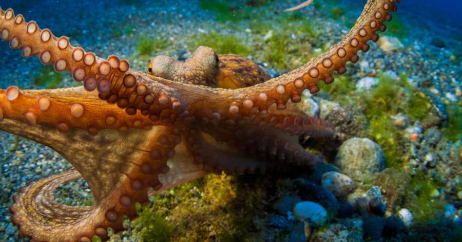 Un pulpo atacó a latigazos a un turista en Australia