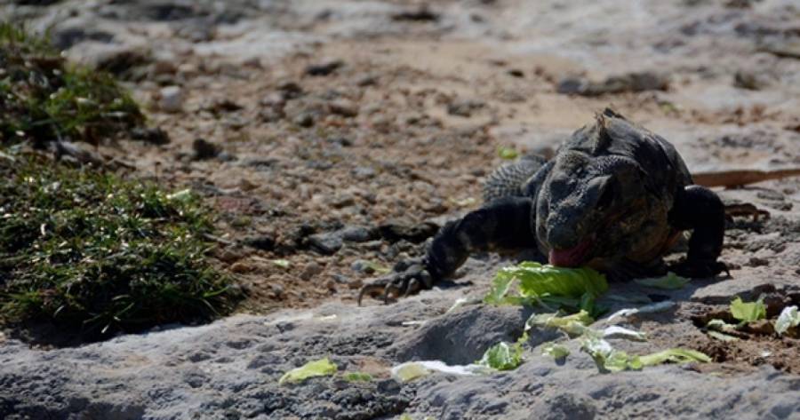 Trabaja Csaegro en la producción, conservación y aprovechamiento de la iguana negra