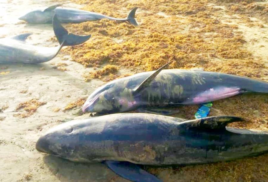 Encuentran decenas de delfines muertos en las playas de Ghana