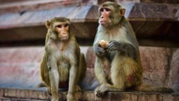 Detienen a dos hombres que usaban monos para robar dinero en India