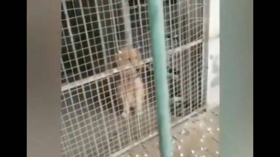 Video: ¿Es un perro o un león? Zoológico se vuelve viral