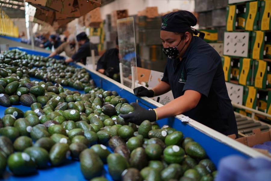 Precio del aguacate alcanza los 80 pesos por kilo: Profeco