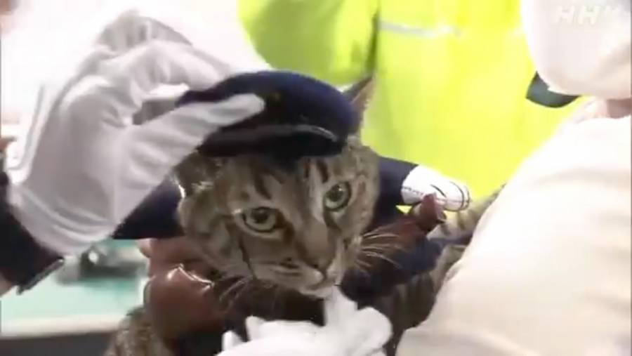 ¡Jefa de la polic&iacute;a! Gatita salva la vida a un hombre y se convierte en agente