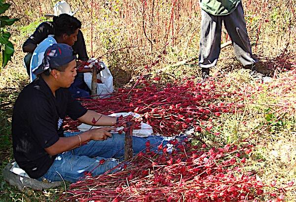 Desarrollan variedades mejoradas de flor de Jamaica en beneficio de productores