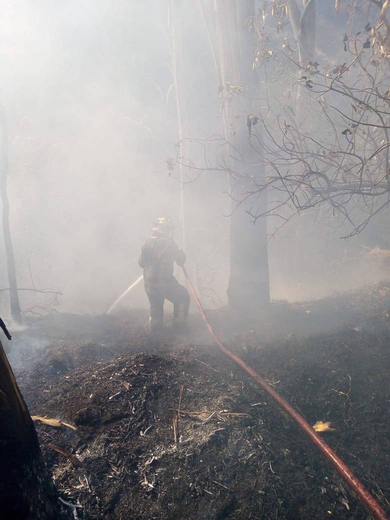 Controlado al 95 por ciento fuerte incendio en el Bosque de Chapultepec