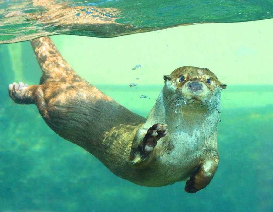 Nutrias de un acuario en EEUU dan positivo a COVID-19