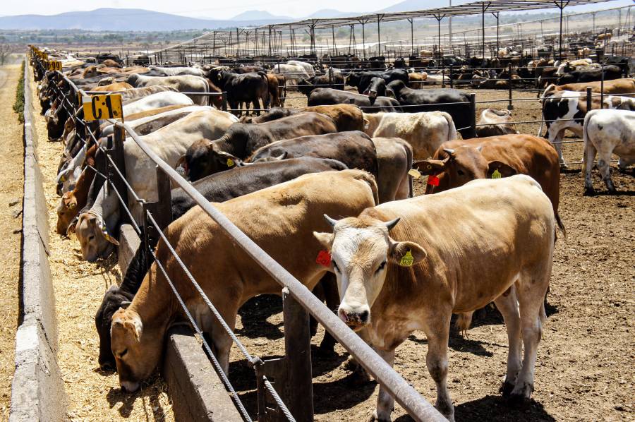 Destaca México a nivel mundial como productor de proteína animal