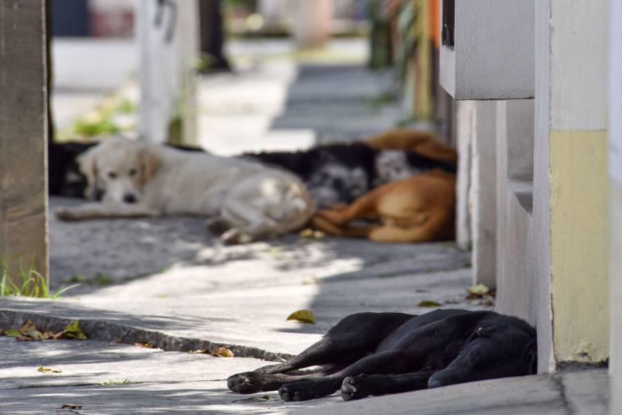 Morena propone crear la figura de las “mascotas comunitarias”