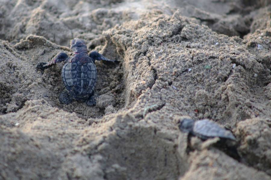 SEDECO y PROFEPA rescatan reptiles en mercado Nuevo San L&aacute;zaro