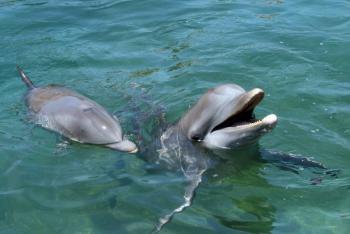 ¡Punto para los Delfines! Ellos s&iacute; se saben los nombres de sus amigos