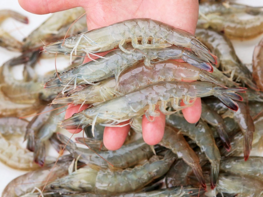Pública Agricultura fechas y zonas de veda de camarón del Golfo de México y Mar Caribe