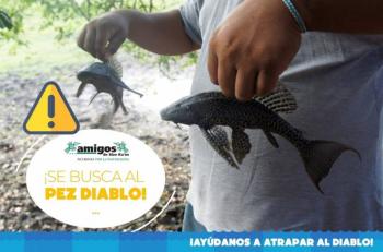 Pez Diablo amenaza la Laguna de Bacalar