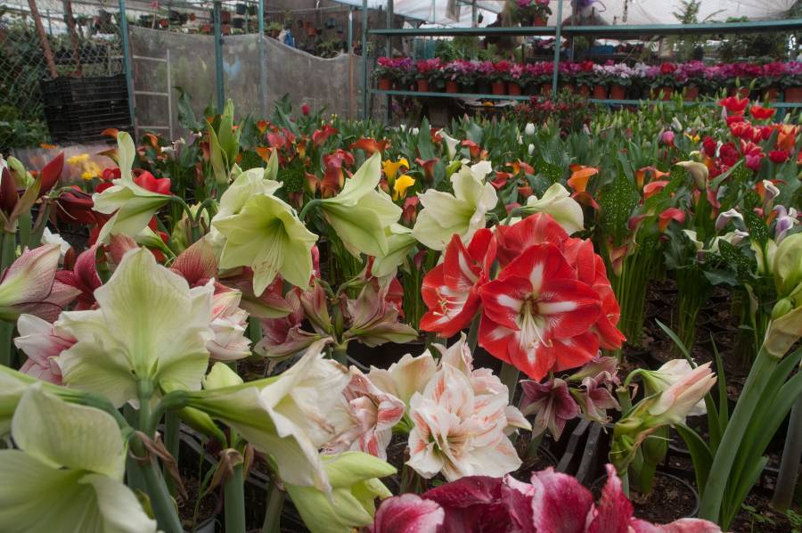 Garantizan producción nacional de flores para los festejos del Día de la Madre