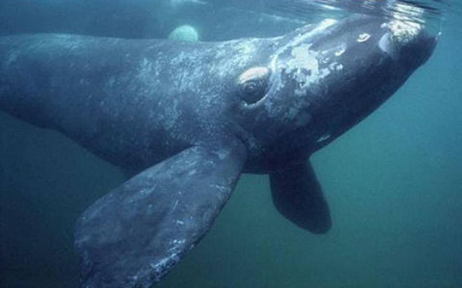 Dron capta abrazo entre dos ballenas en peligro de extinción