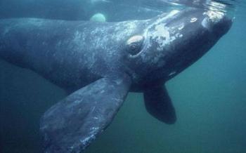 Dron capta abrazo entre dos ballenas en peligro de extinci&oacute;n