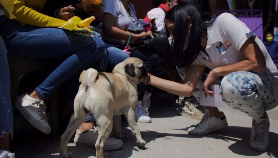 Álvaro Obregón tendrá una agenda de cuidado y protección de animales, y en la identificación de cada uno con placa y collar: Lía Limón