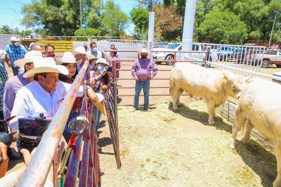 Anuncia David Monreal Avila apoyos a productores pecuarios y tianguis ganaderos en los primeros 100 días